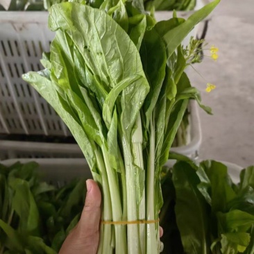 白菜苔菜苔正当季产地直达一手货源实地看货
