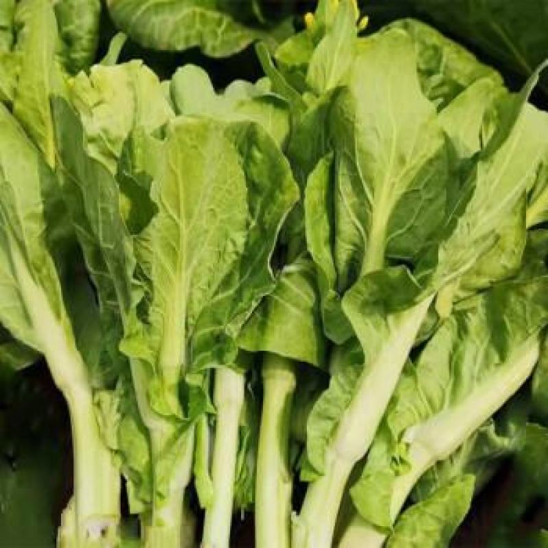 白菜苔菜苔正当季产地直达一手货源实地看货