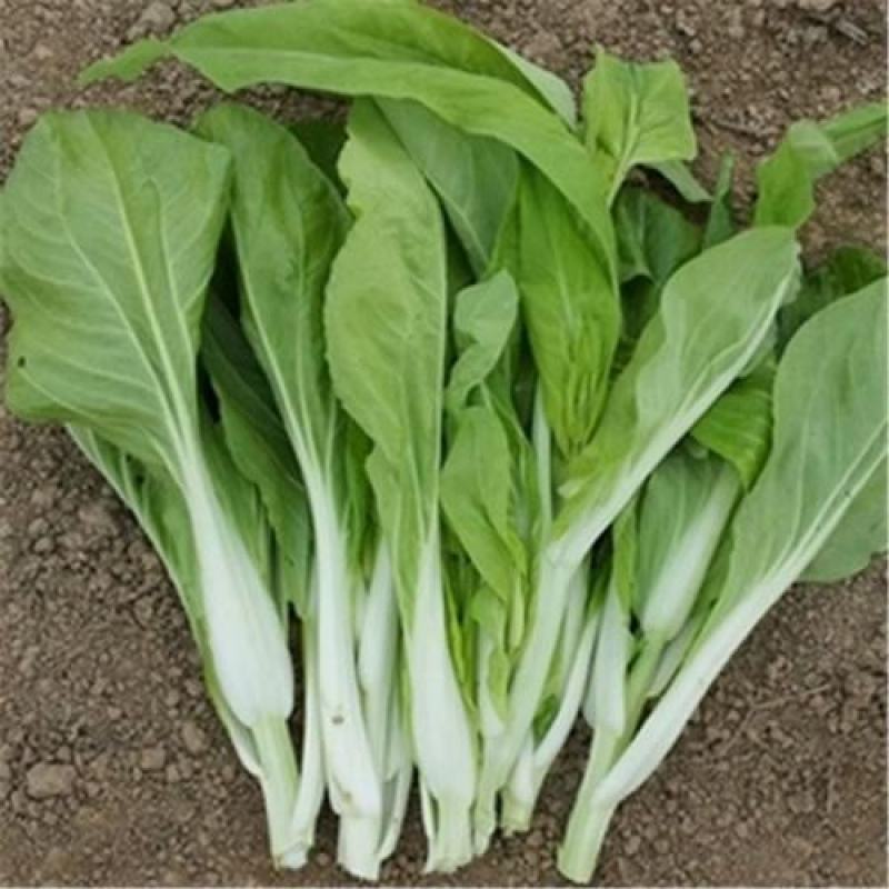 白菜苔菜苔正当季产地直达一手货源实地看货