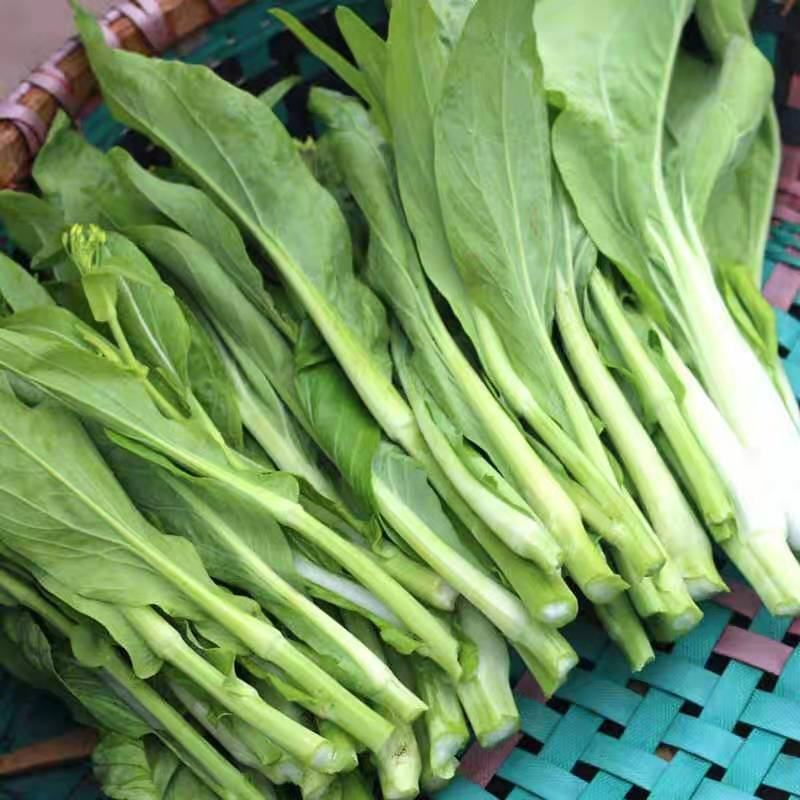 白菜苔菜苔正当季产地直达一手货源实地看货