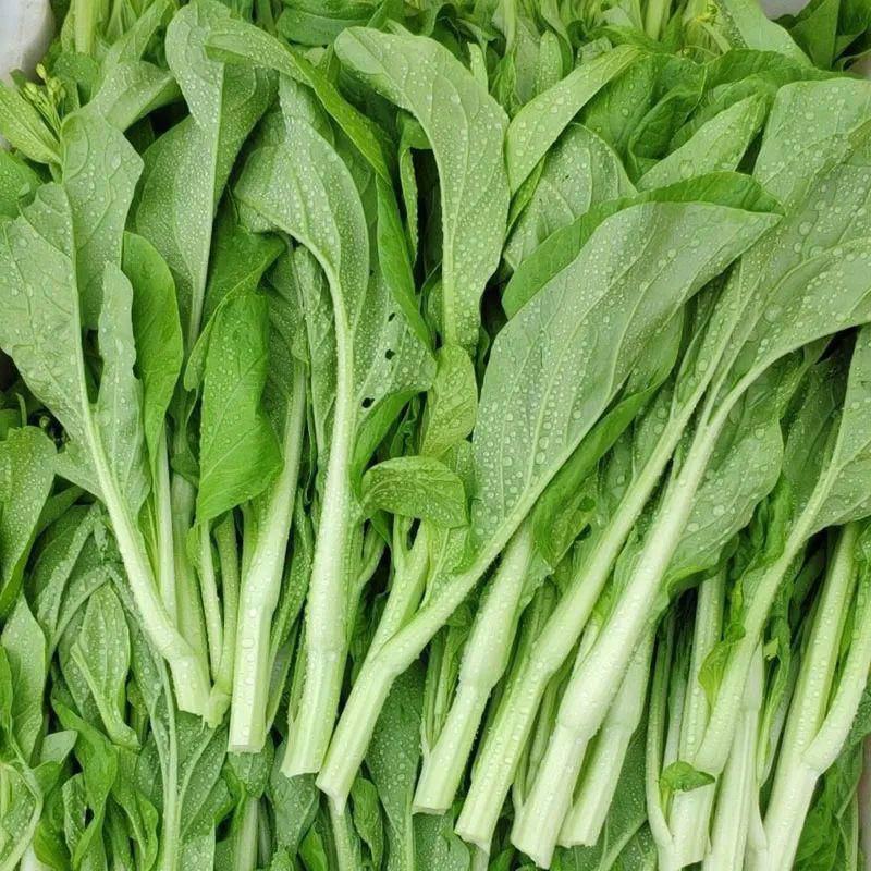 白菜苔菜苔正当季产地直达一手货源实地看货