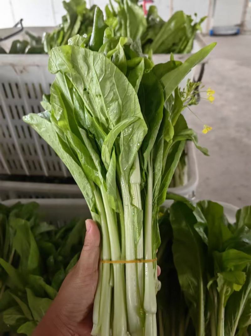 白菜苔菜苔正当季产地直达一手货源实地看货