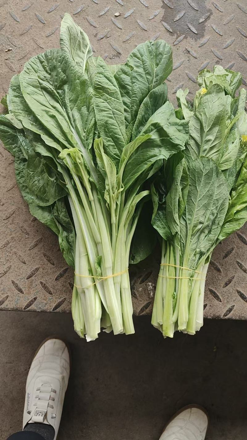白菜苔菜苔正当季产地直达一手货源实地看货