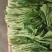 白菜苔菜苔正当季产地直达一手货源实地看货