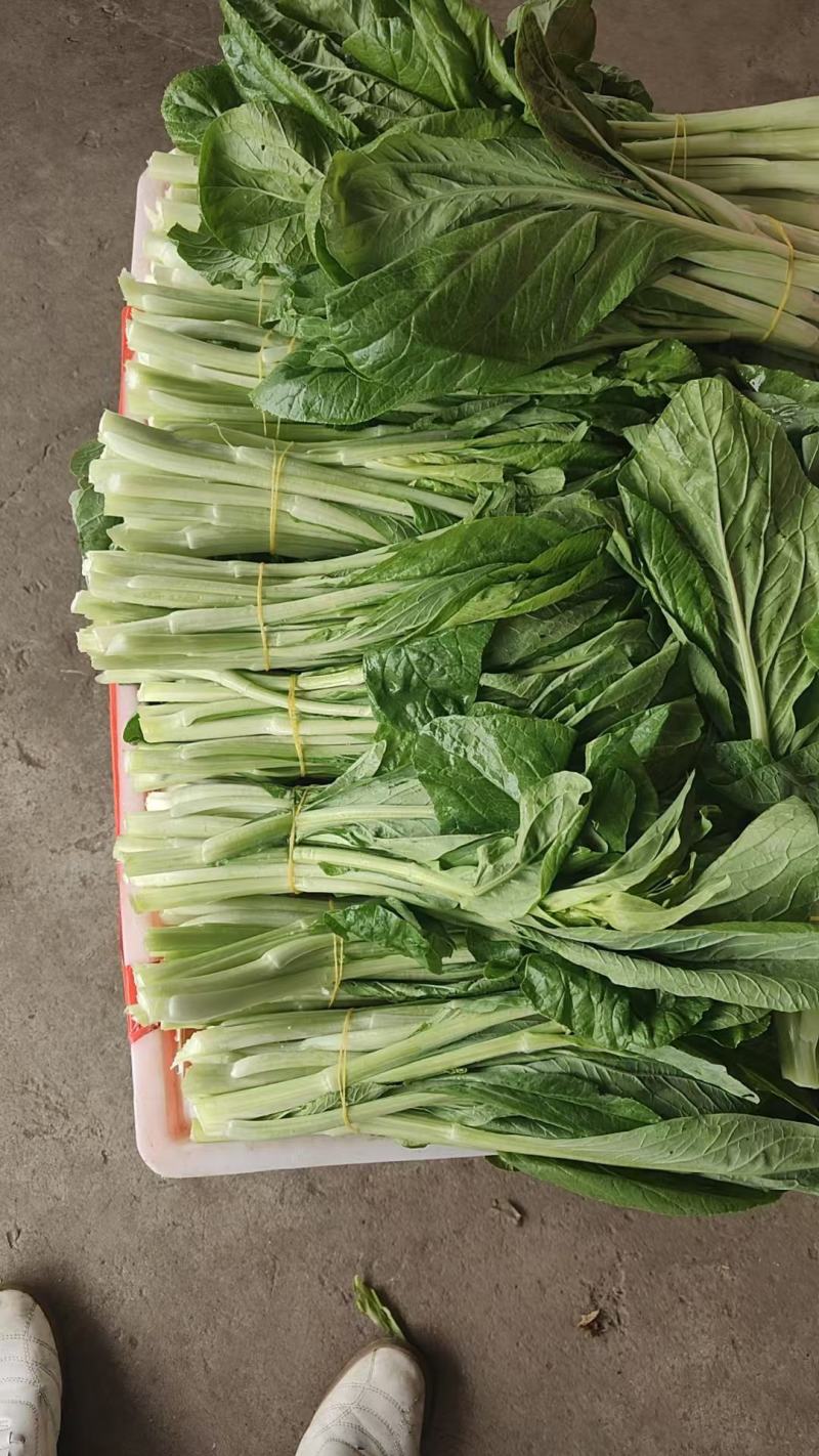 白菜苔菜苔正当季产地直达一手货源实地看货