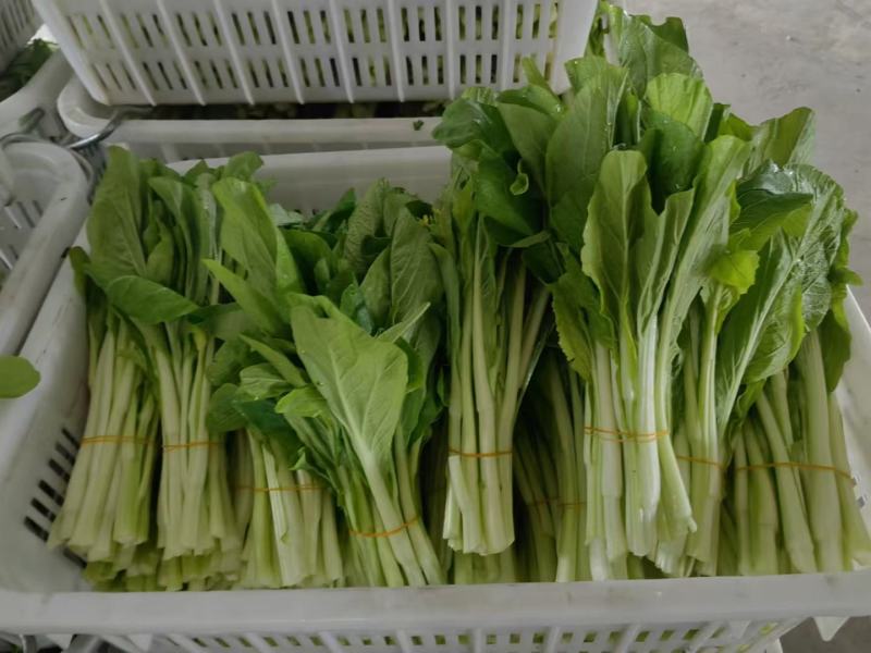 白菜苔菜苔正当季产地直达一手货源实地看货