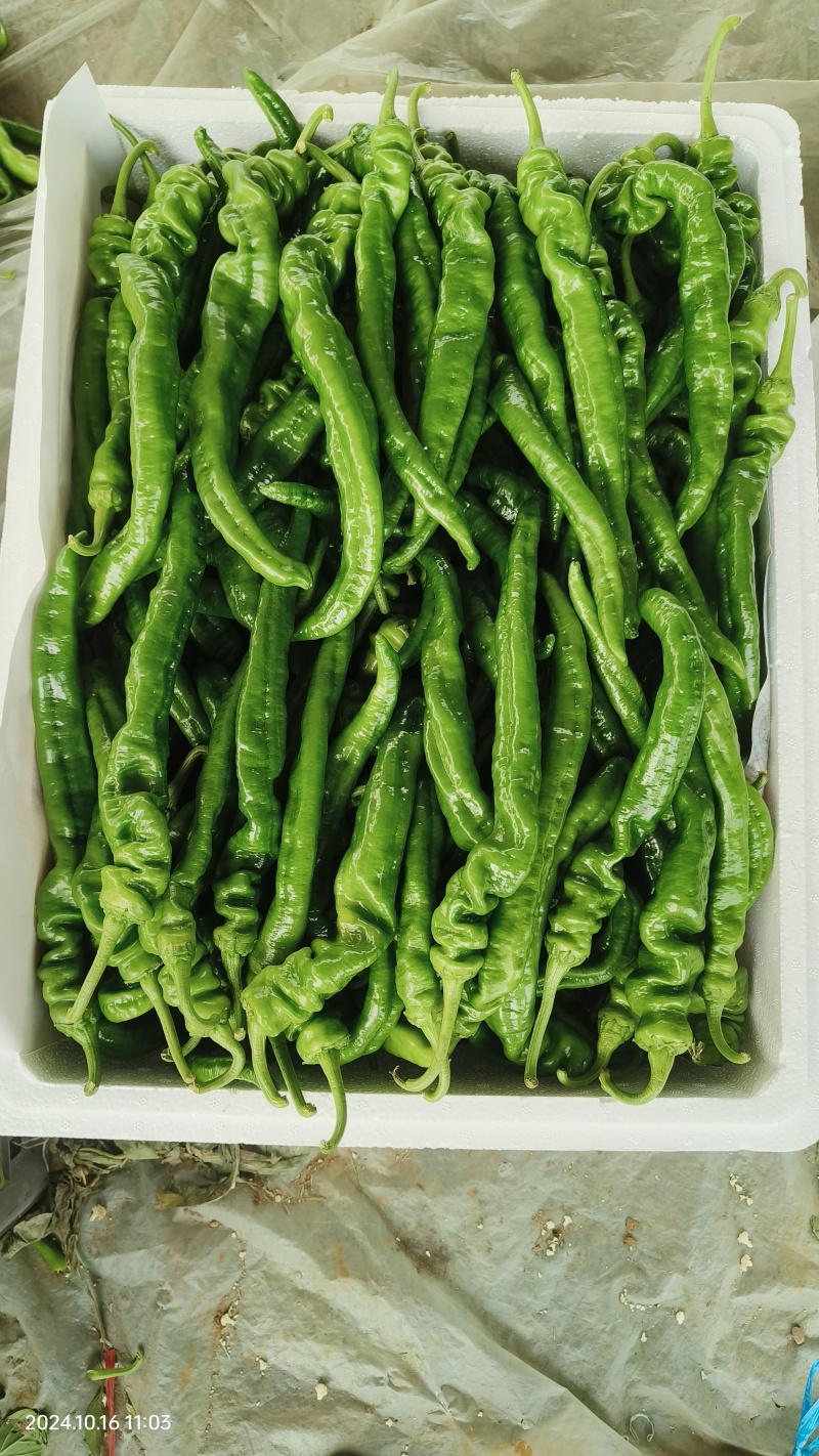 薄皮辣椒，螺丝椒，线椒产地供应，货源充足全国代发。