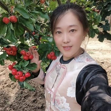 大金星山楂大量摘了果面好个大欢迎采购