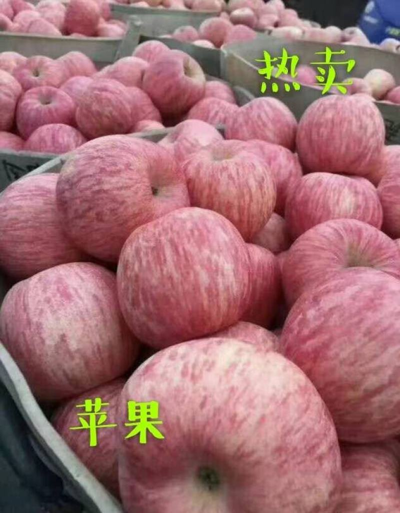 沂蒙山区红富士苹果产地现摘市场选货，支持电商、商超、批发