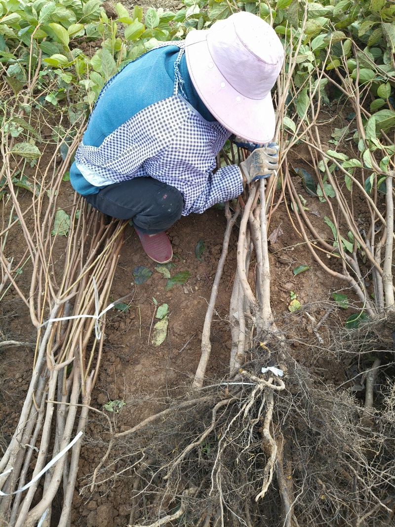 柿子树苗：柿子实生苗，阳丰甜柿子苗，尖顶柿子苗，供应中