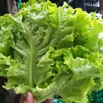 精品生菜叶，大量有货，***********