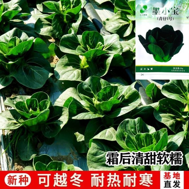 墨小宝黑叶青梗菜宁夏矮脚苏州青菜种籽上海青菜种子耐寒菜种