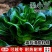 墨小宝黑叶青梗菜宁夏矮脚苏州青菜种籽上海青菜种子耐寒菜种