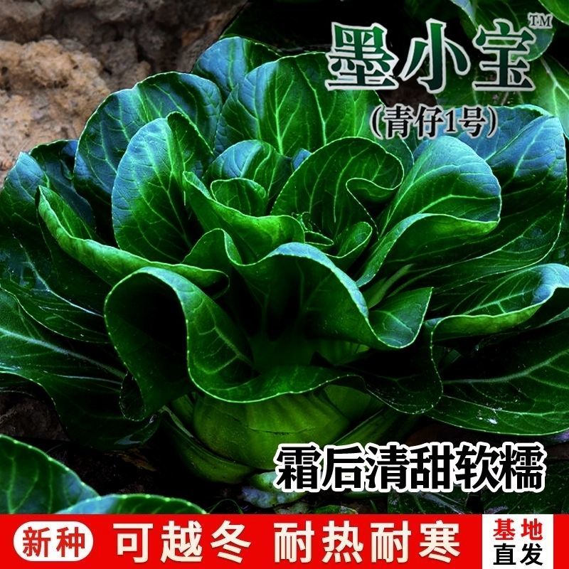 墨小宝黑叶青梗菜宁夏矮脚苏州青菜种籽上海青菜种子耐寒菜种
