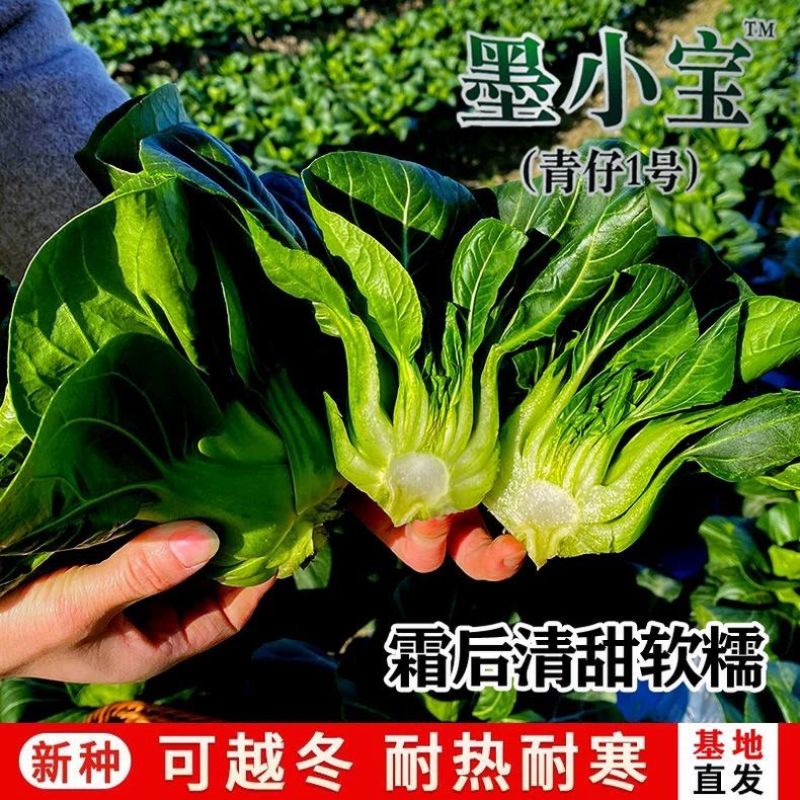 墨小宝黑叶青梗菜宁夏矮脚苏州青菜种籽上海青菜种子耐寒菜种