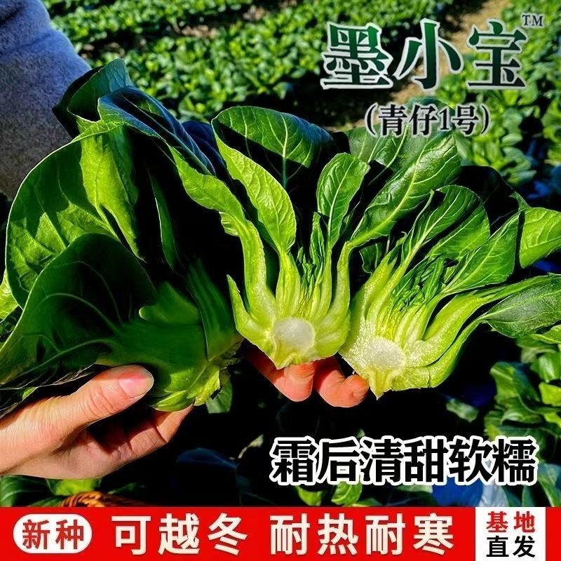 墨小宝黑叶青梗菜宁夏矮脚苏州青菜种籽上海青菜种子耐寒菜种