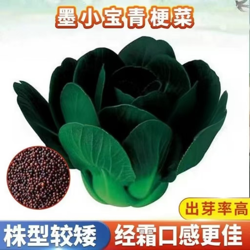 墨小宝黑叶青梗菜宁夏矮脚苏州青菜种籽上海青菜种子耐寒菜种