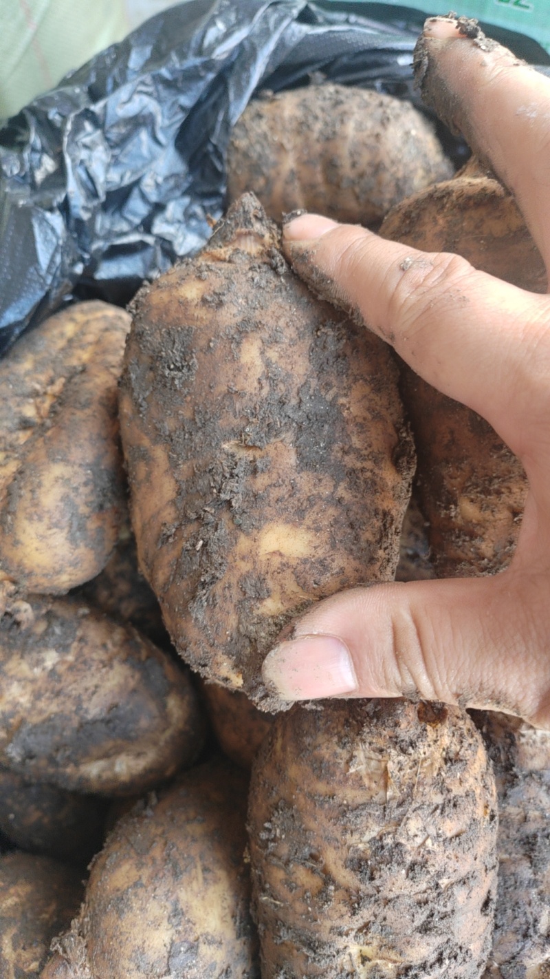 天麻新鲜天麻基地供应品质保证货源充足个头均匀物美价廉