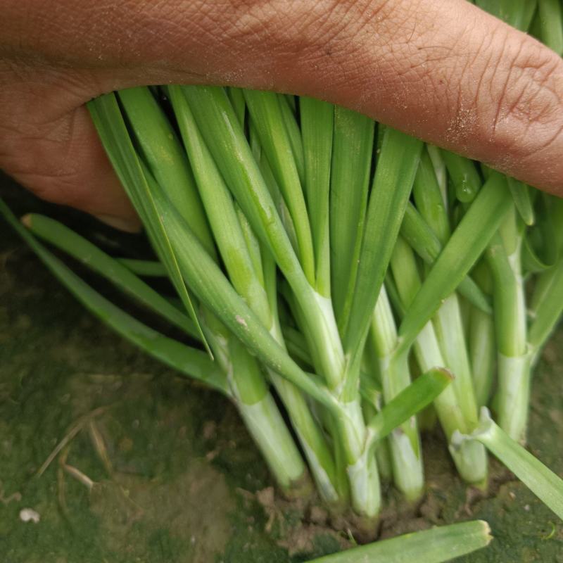 精品移栽新根大叶韭菜