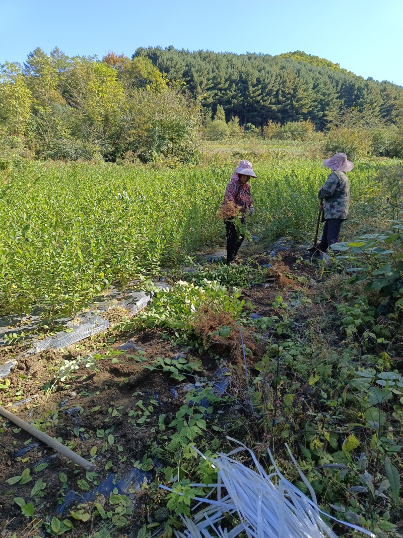 钙果苗欧李苗高钙水果苗酸甜可口基地直发品种齐全