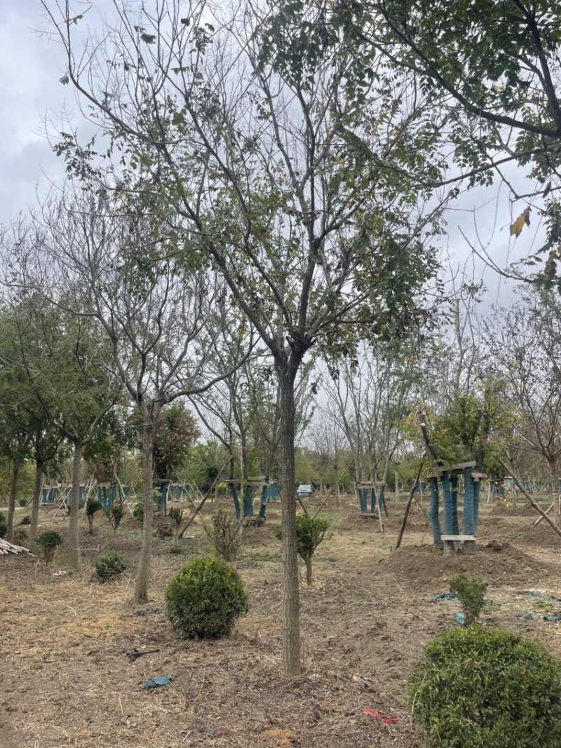 北栾，15公分北栾，产地直供，无中间环节，质优价廉