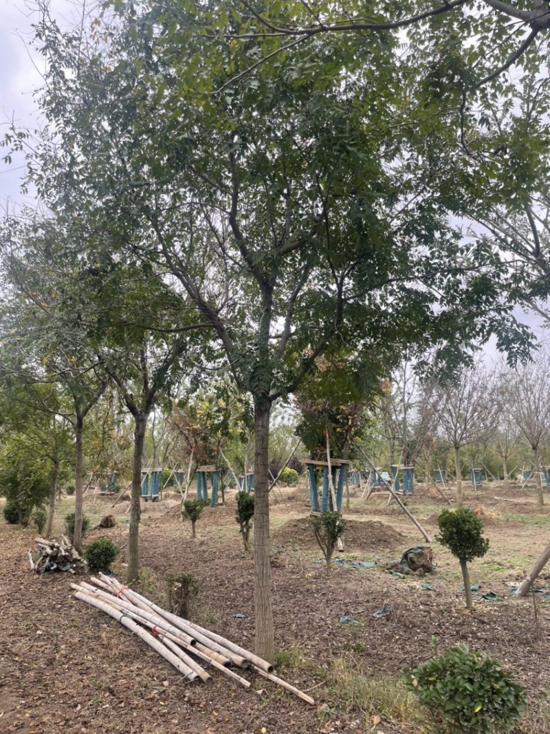北栾，15公分北栾，产地直供，无中间环节，质优价廉