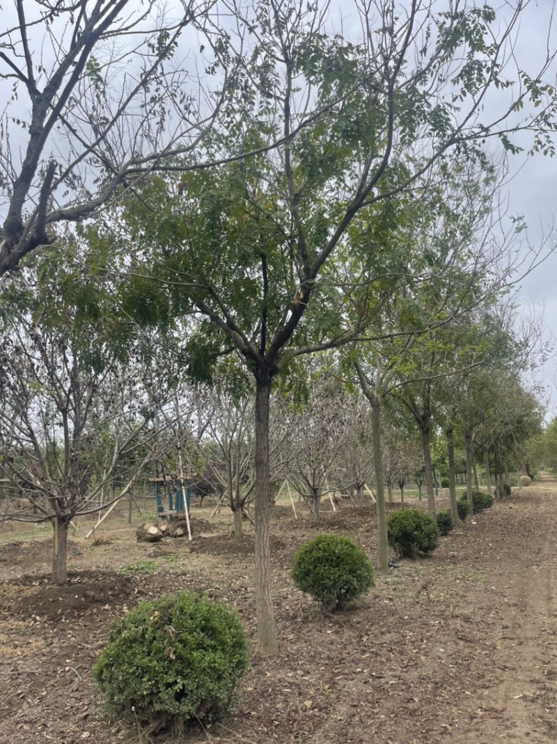 北栾，15公分北栾，产地直供，无中间环节，质优价廉