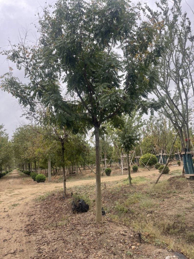 北栾，15公分北栾，产地直供，无中间环节，质优价廉