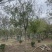 北栾，15公分北栾，产地直供，无中间环节，质优价廉
