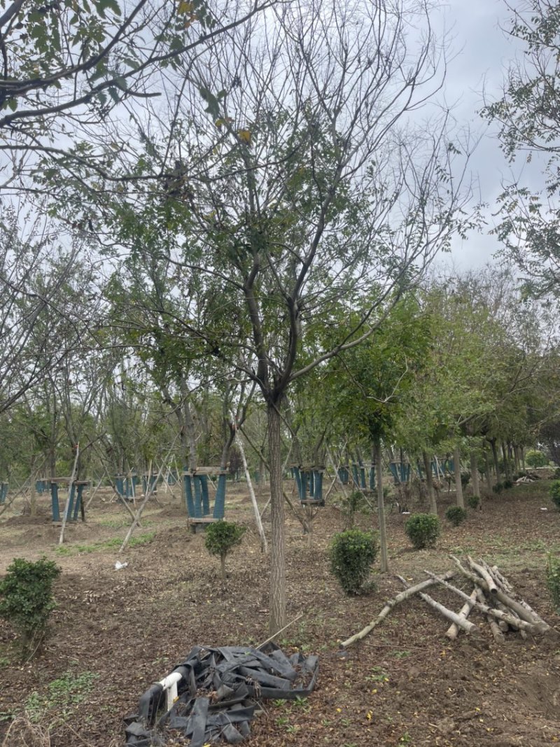 北栾，15公分北栾，产地直供，无中间环节，质优价廉