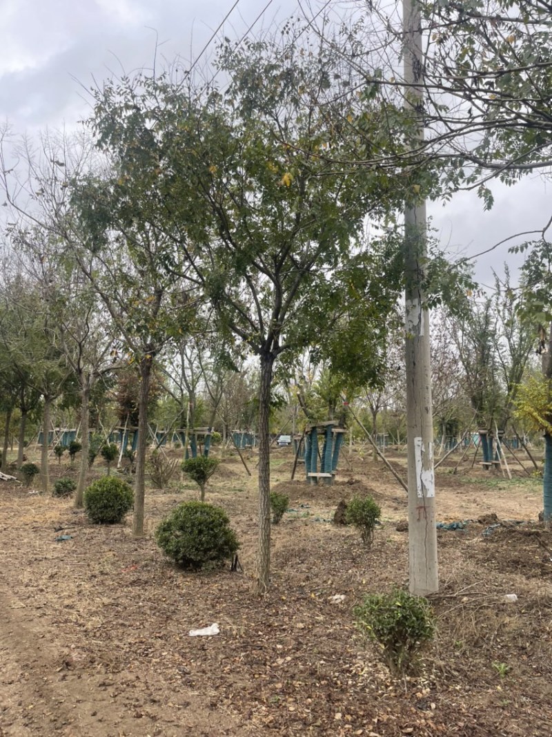 北栾，15公分北栾，产地直供，无中间环节，质优价廉