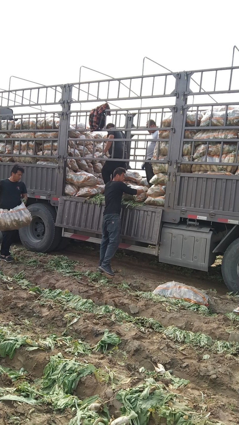 河北白萝卜万亩基地，条行好白亮，商品，电商，支持视频看货