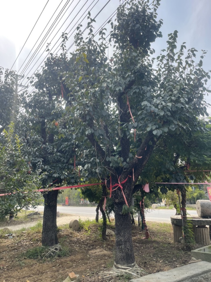 古柿树，古桩柿子树，骨架柿子50-60-70-80，