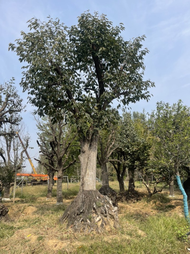 古柿树，古桩柿子树，骨架柿子50-60-70-80，