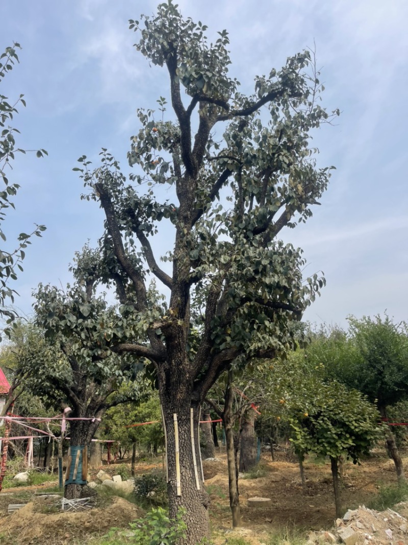 古柿树，古桩柿子树，骨架柿子50-60-70-80，