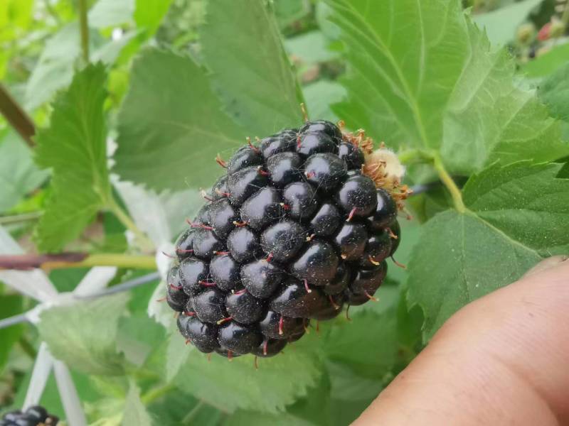 双季特大果黑莓苗组培脱毒苗南北方盆栽地栽均可种植