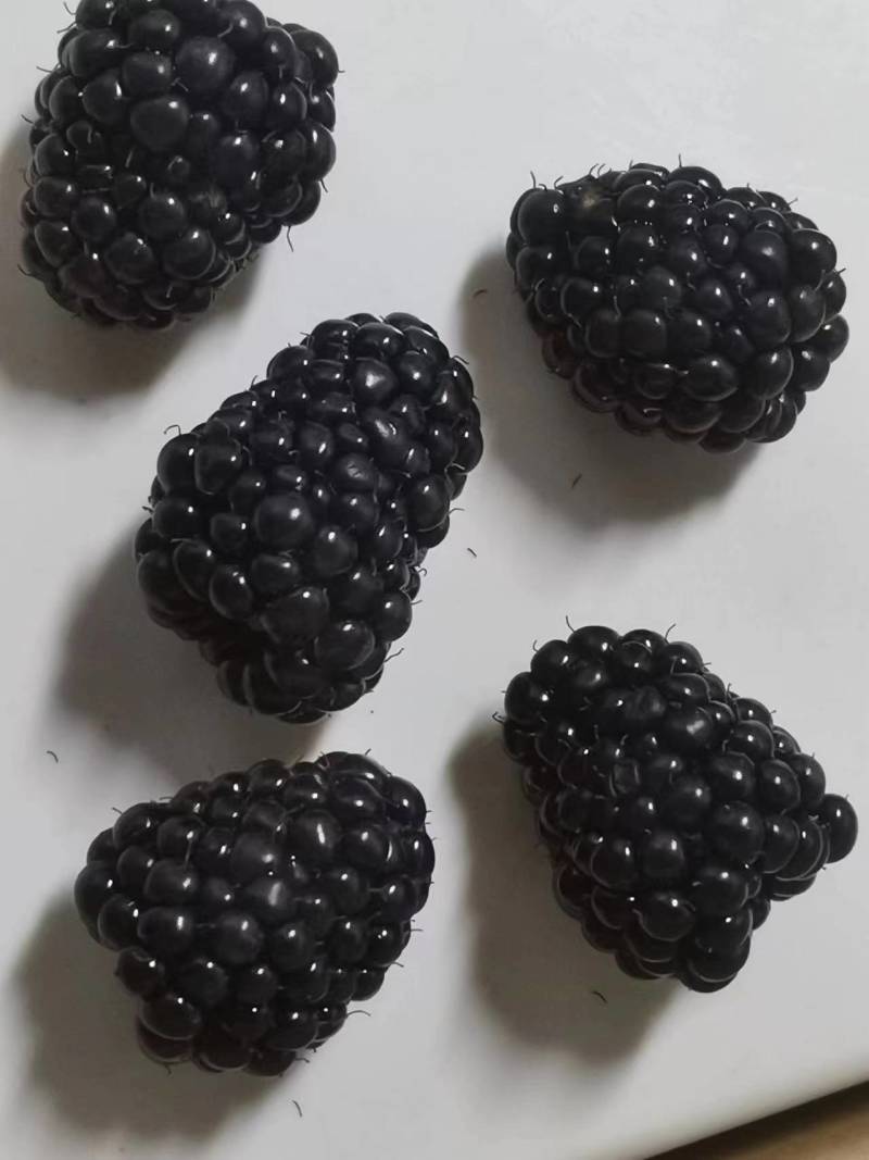 双季特大果黑莓苗组培脱毒苗南北方盆栽地栽均可种植