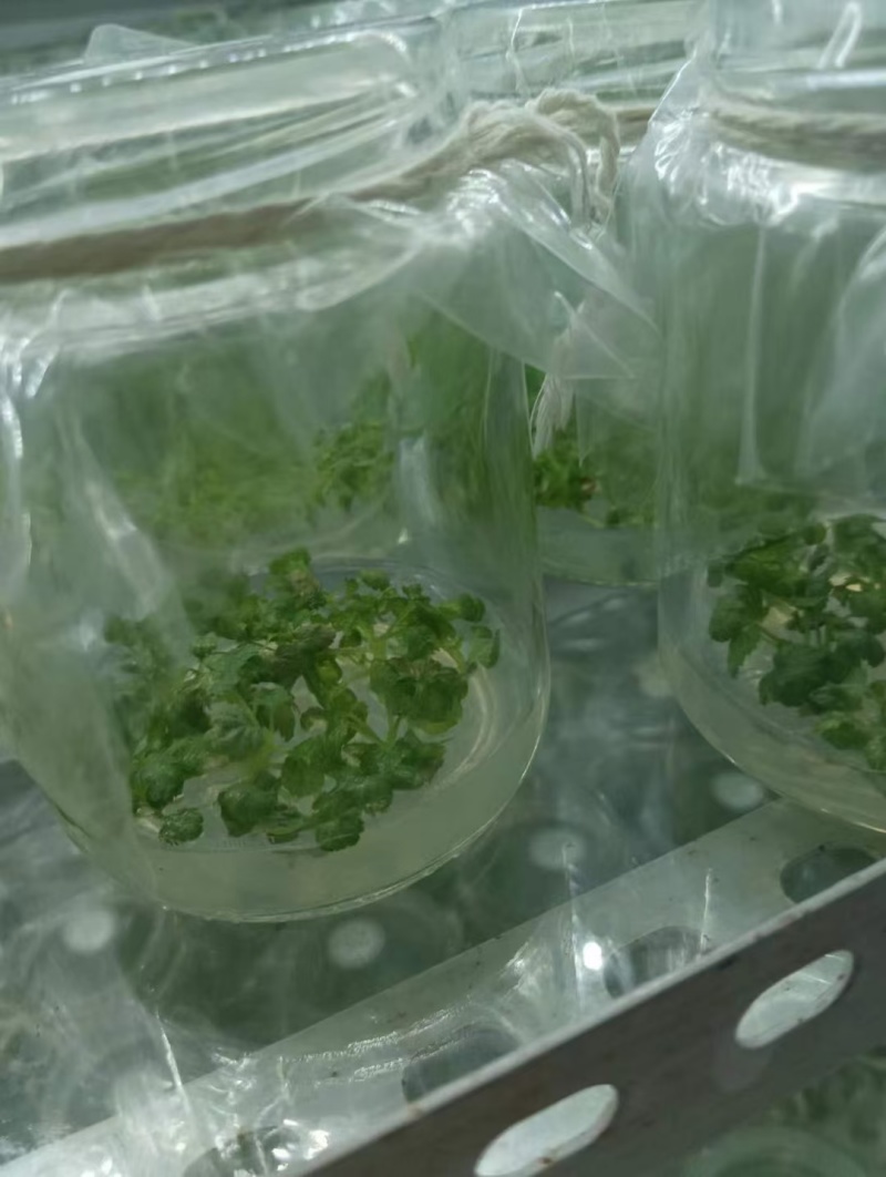 双季特大果黑莓苗组培脱毒苗南北方盆栽地栽均可种植