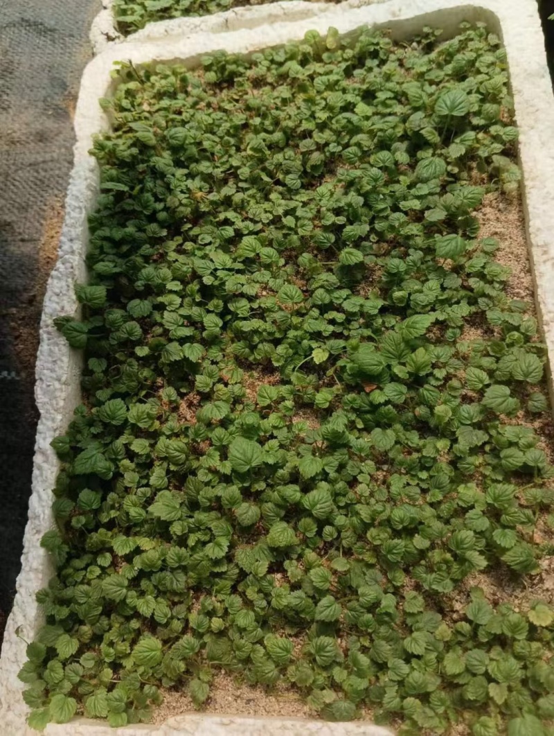 双季特大果黑莓苗组培脱毒苗南北方盆栽地栽均可种植