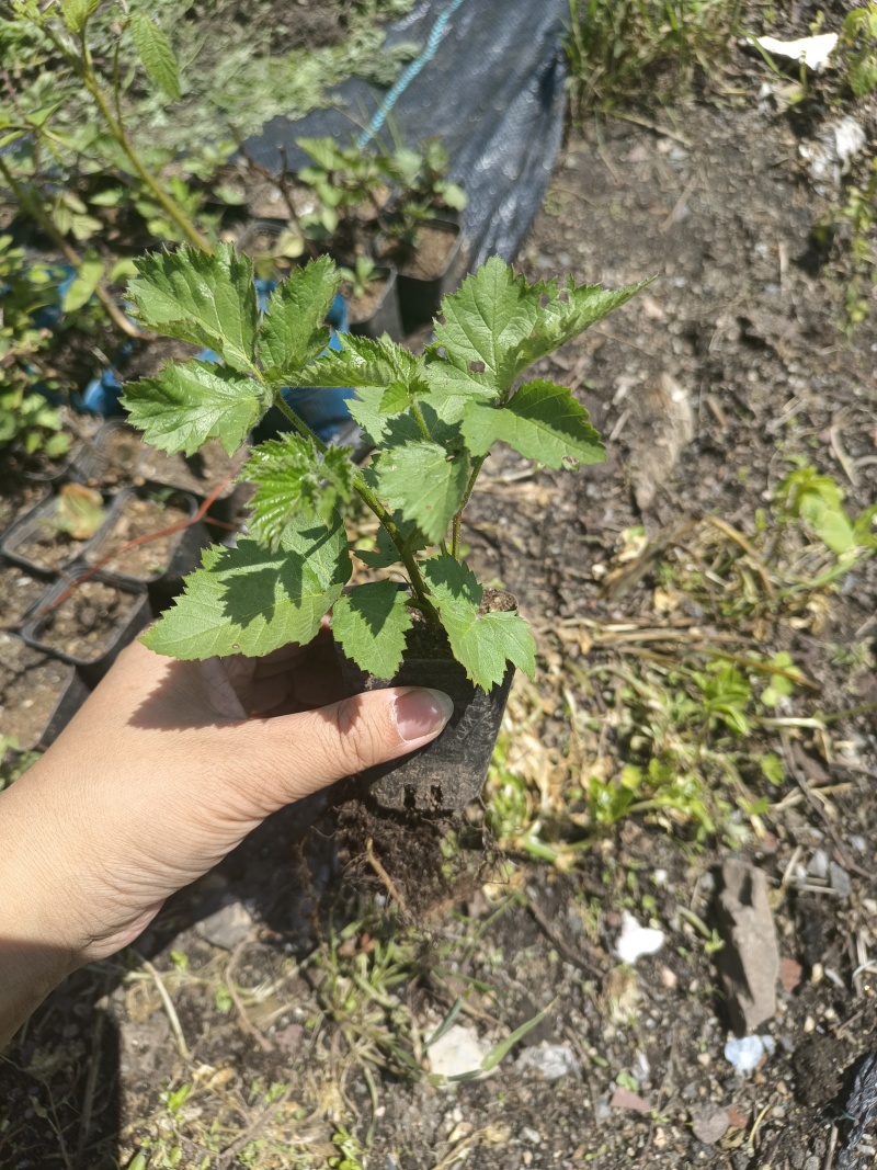 双季特大果黑莓苗组培脱毒苗南北方盆栽地栽均可种植