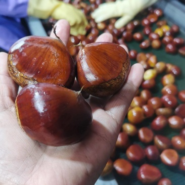 丹东国利板栗欢迎你