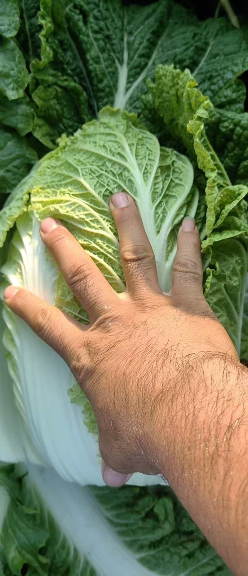 黄心大白菜，供应各大超市，市场，电商平台无限量供应