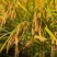 五常原粮稻花香2号米10起包邮五常农民自家种植欢迎订购