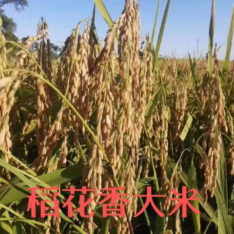五常原粮稻花香2号米10起包邮五常农民自家种植欢迎订购
