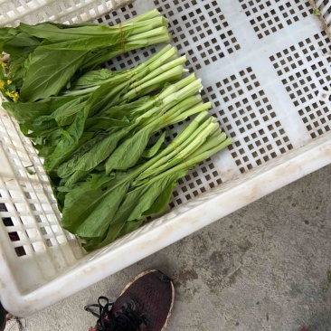 湖北石首精品菜苔，现踩，长期合作，大量现货