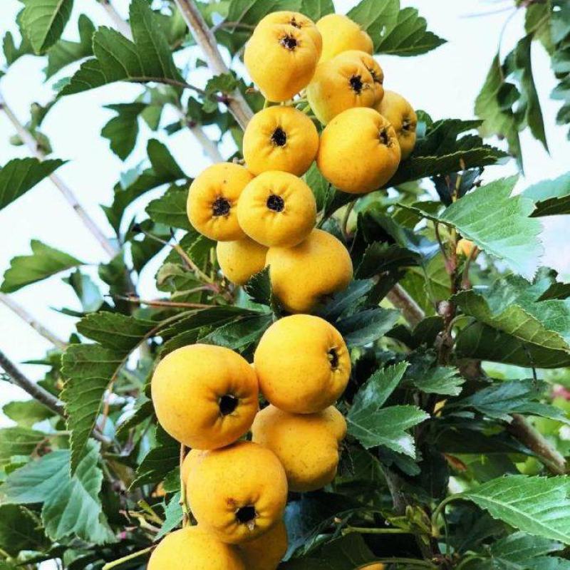 黄果山楂苗新品种，黄金豆山楂苗1/2年嫁接苗
