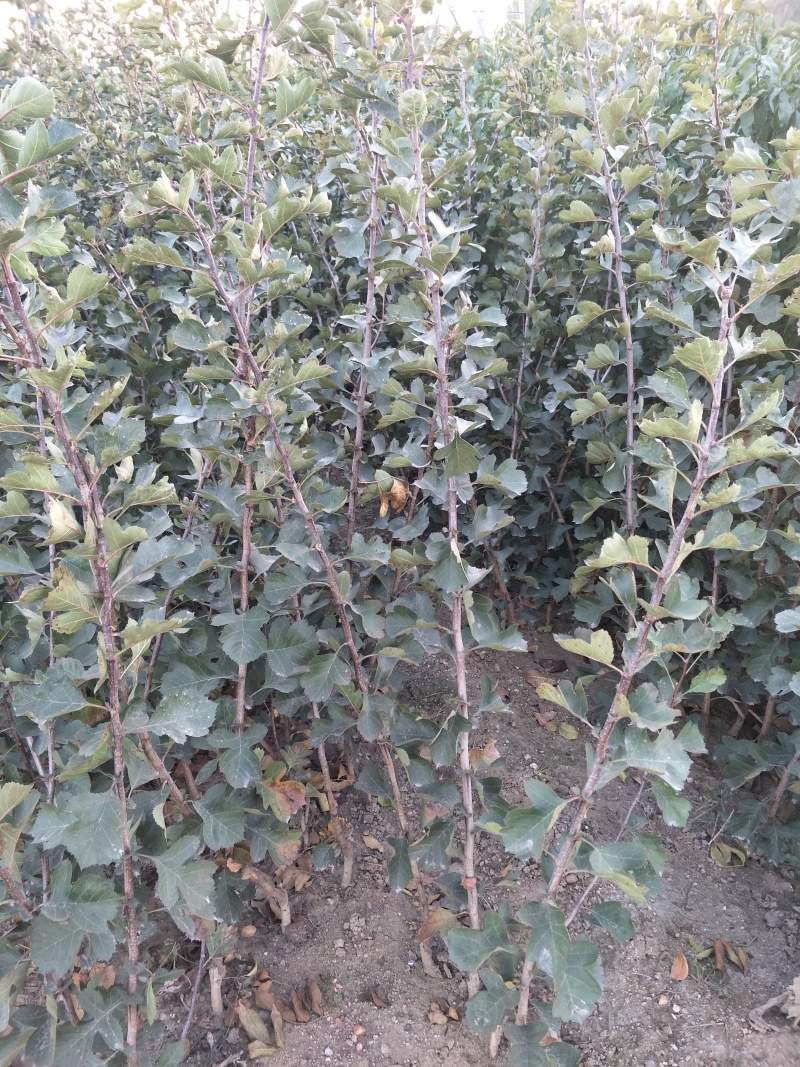 黄果山楂苗新品种，黄金豆山楂苗1/2年嫁接苗