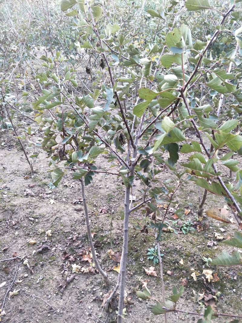 黄果山楂苗新品种，黄金豆山楂苗1/2年嫁接苗
