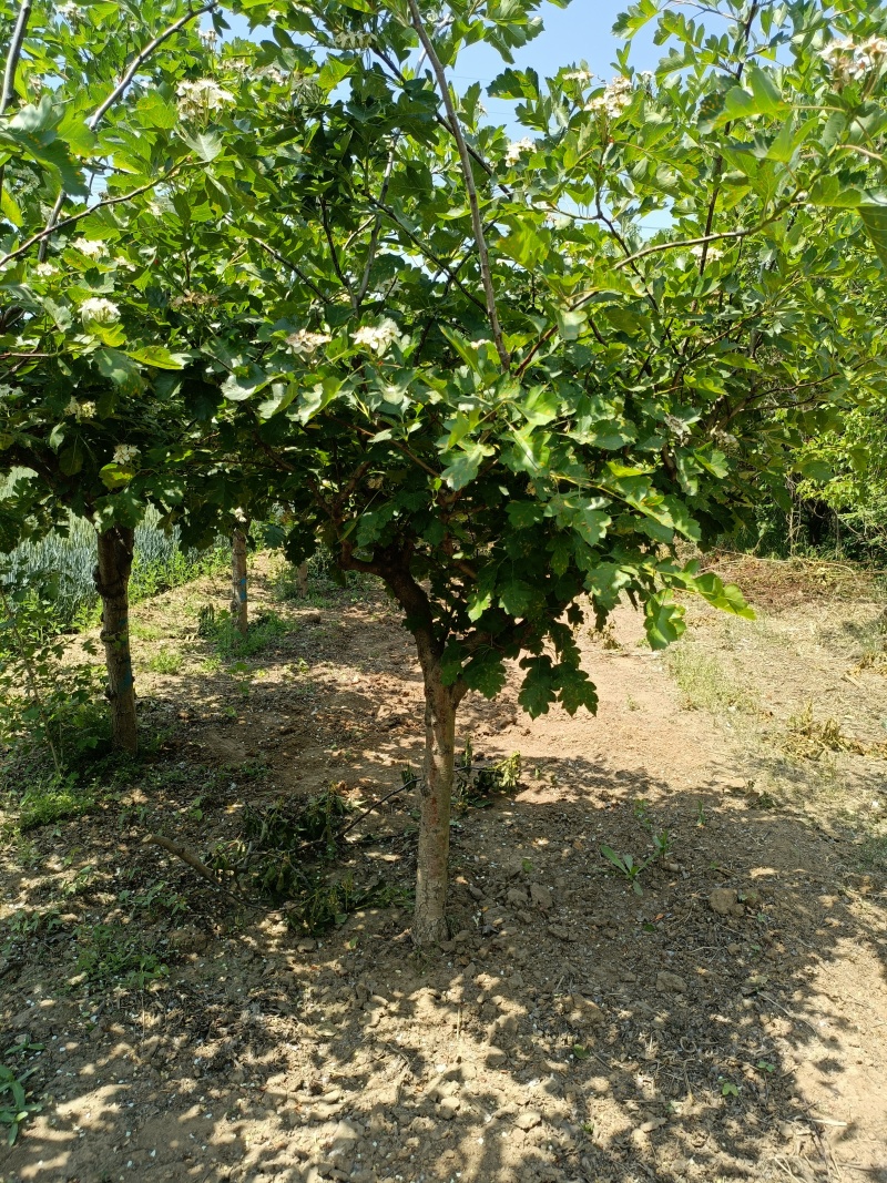 黄果山楂苗新品种，黄金豆山楂苗1/2年嫁接苗