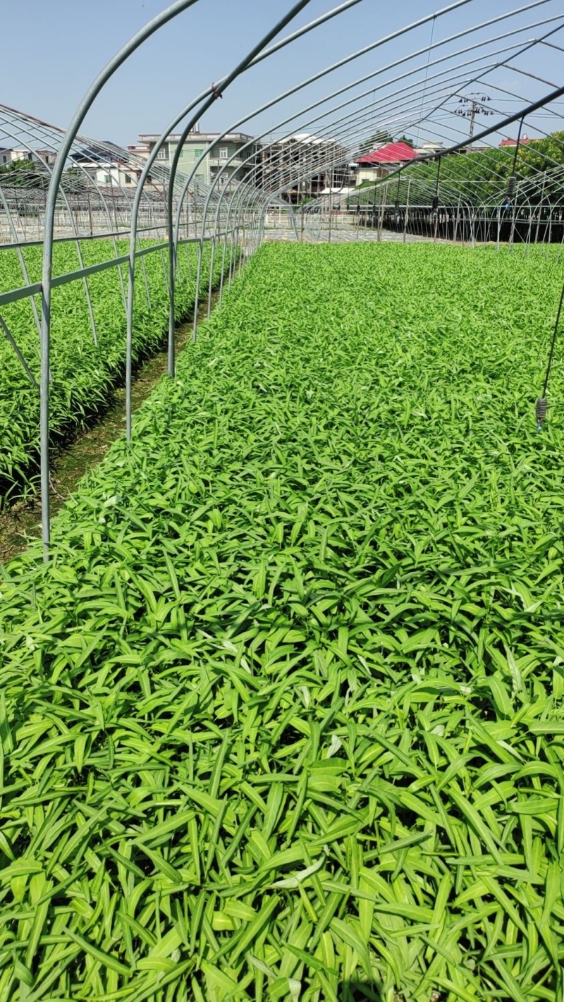 新鲜空心菜，漳州当地产，品质保证，快来选购！